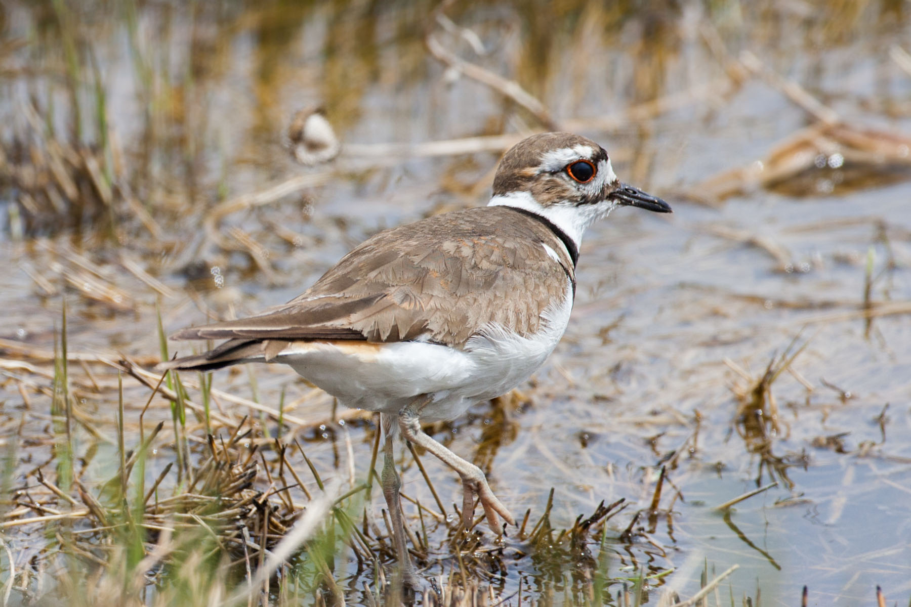 Plover, Quivira NWR, Kansas.  Click for next photo.