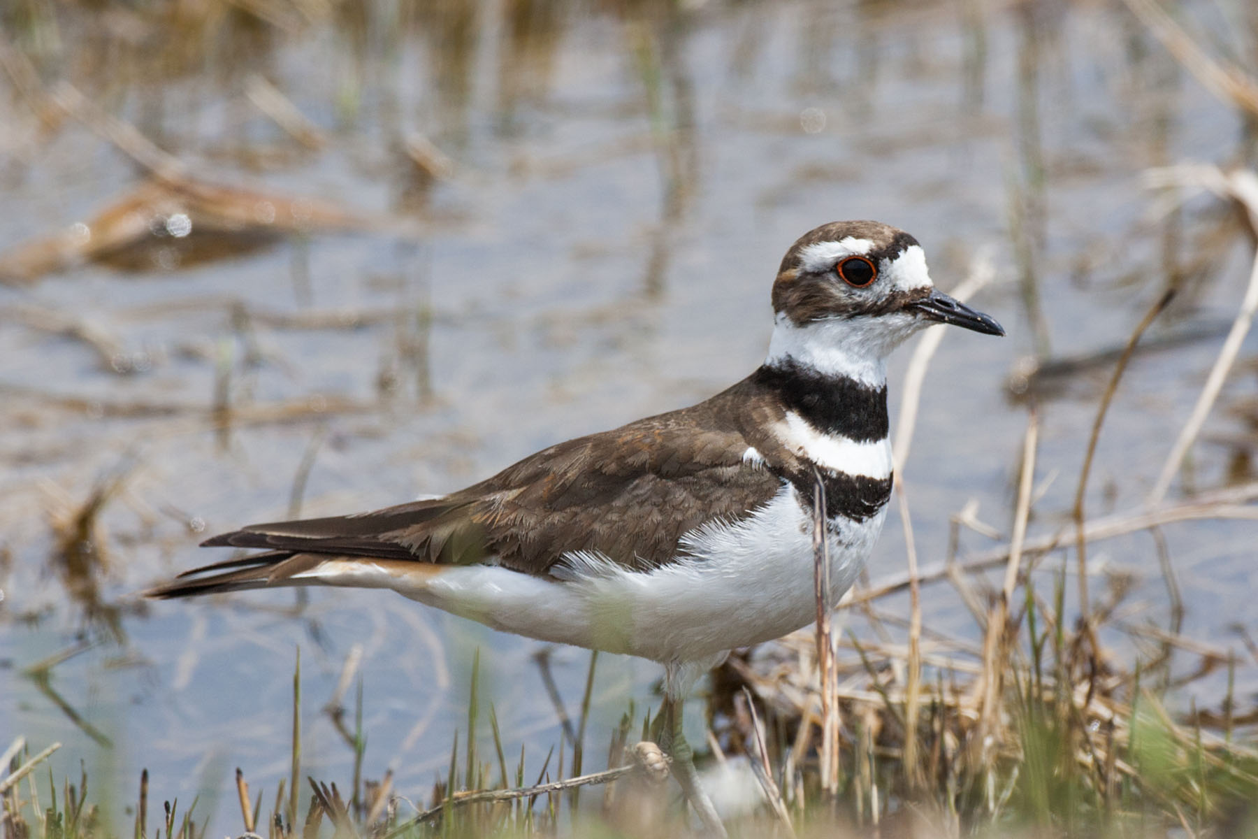 Plover, Quivira NWR, Kansas.  Click for next photo.