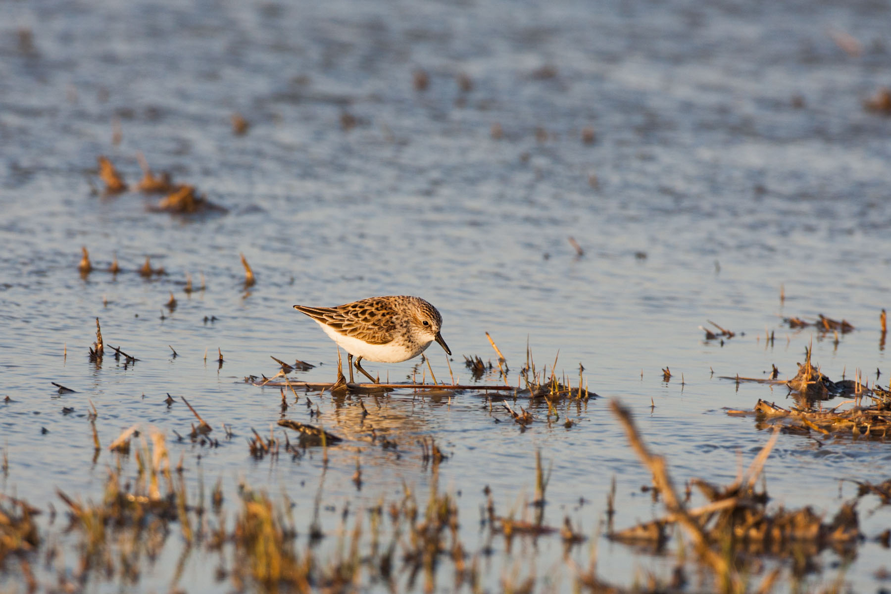 Sandpiper, Quivira NWR, Kansas.  Click for next photo.