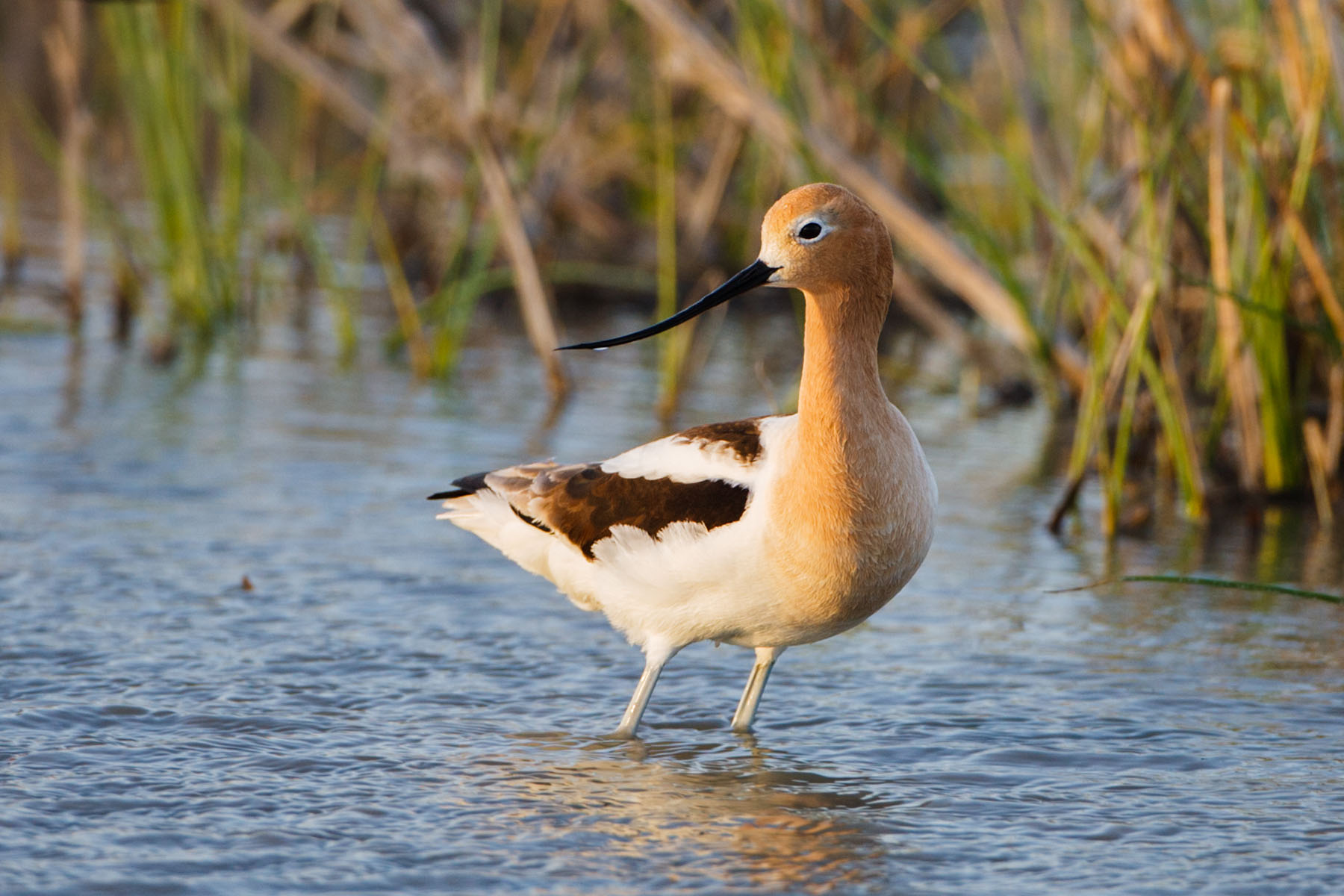 American Avocet, Quivira NWR, Kansas.  Click for next photo.