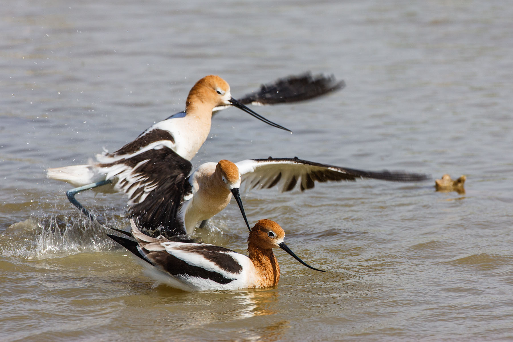 Avocets squabbling, Quivira NWR, Kansas.  Click for next photo.