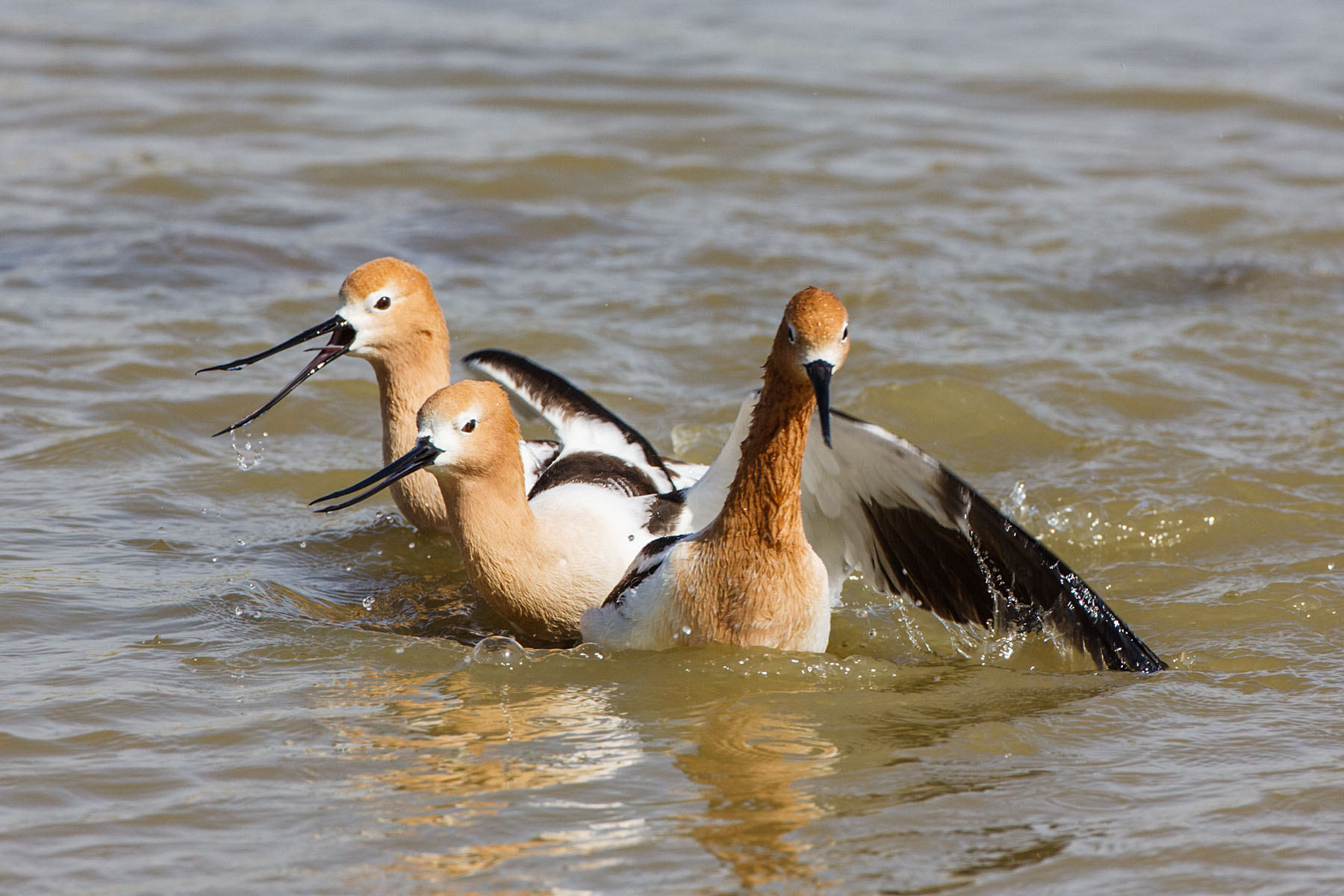 Avocets squabbling, Quivira NWR, Kansas.  Click for next photo.