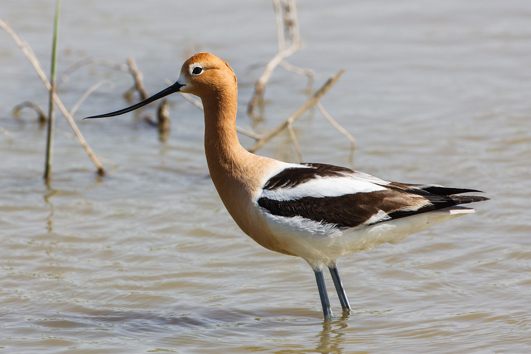 American Avocet, Quivira NWR, Kansas.  Click for next photo.