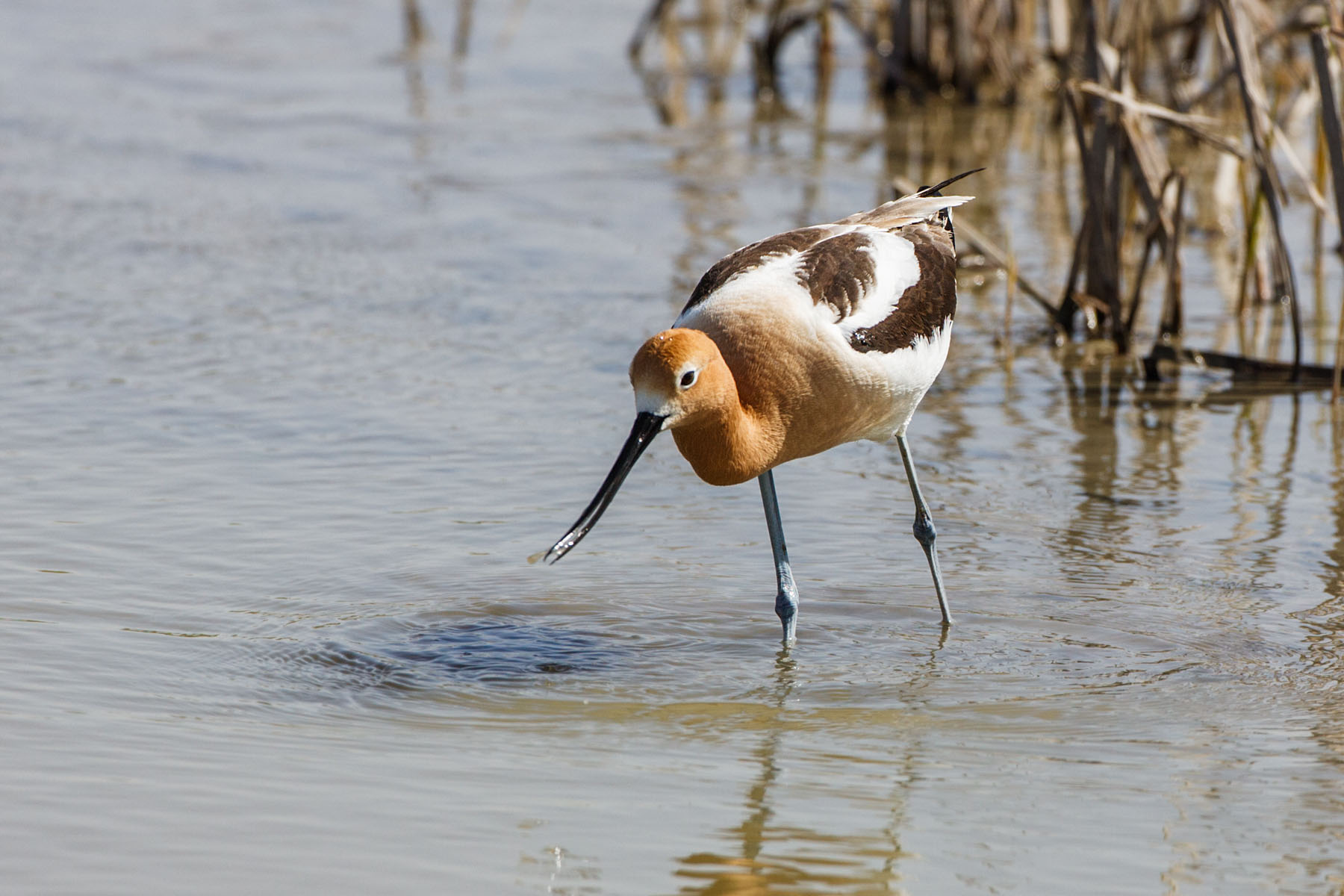 American Avocet, Quivira NWR, Kansas.  Click for next photo.