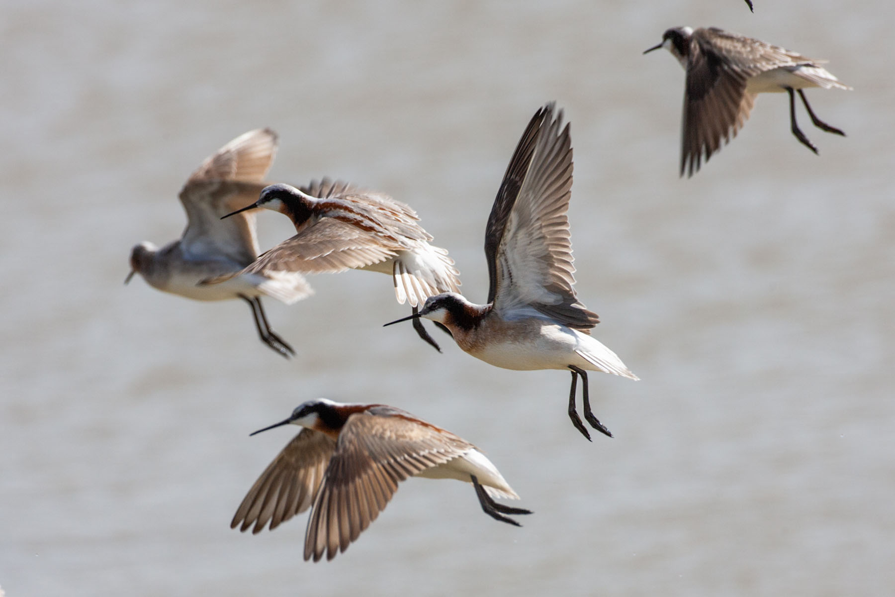 Wilsons Phalaropes, Quivira NWR, Kansas.  Click for next photo.