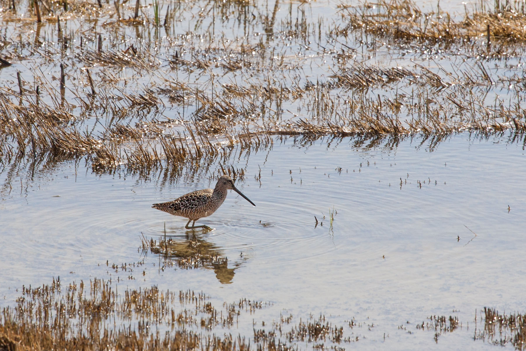 Dowitcher, Quivira NWR, Kansas.  Click for next photo.