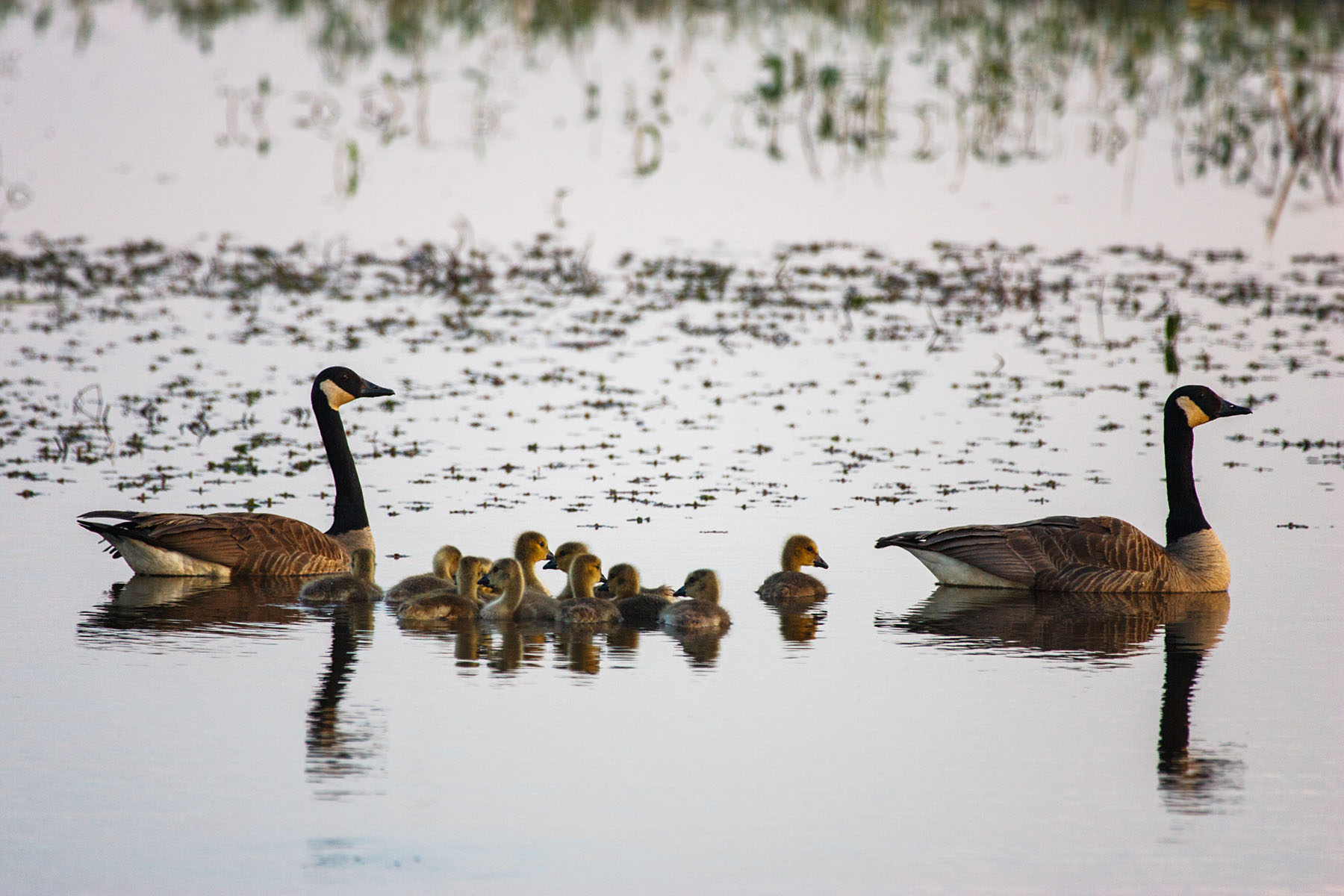 Canada geese, Squaw Creek NWR, Missouri.  Click for next photo.