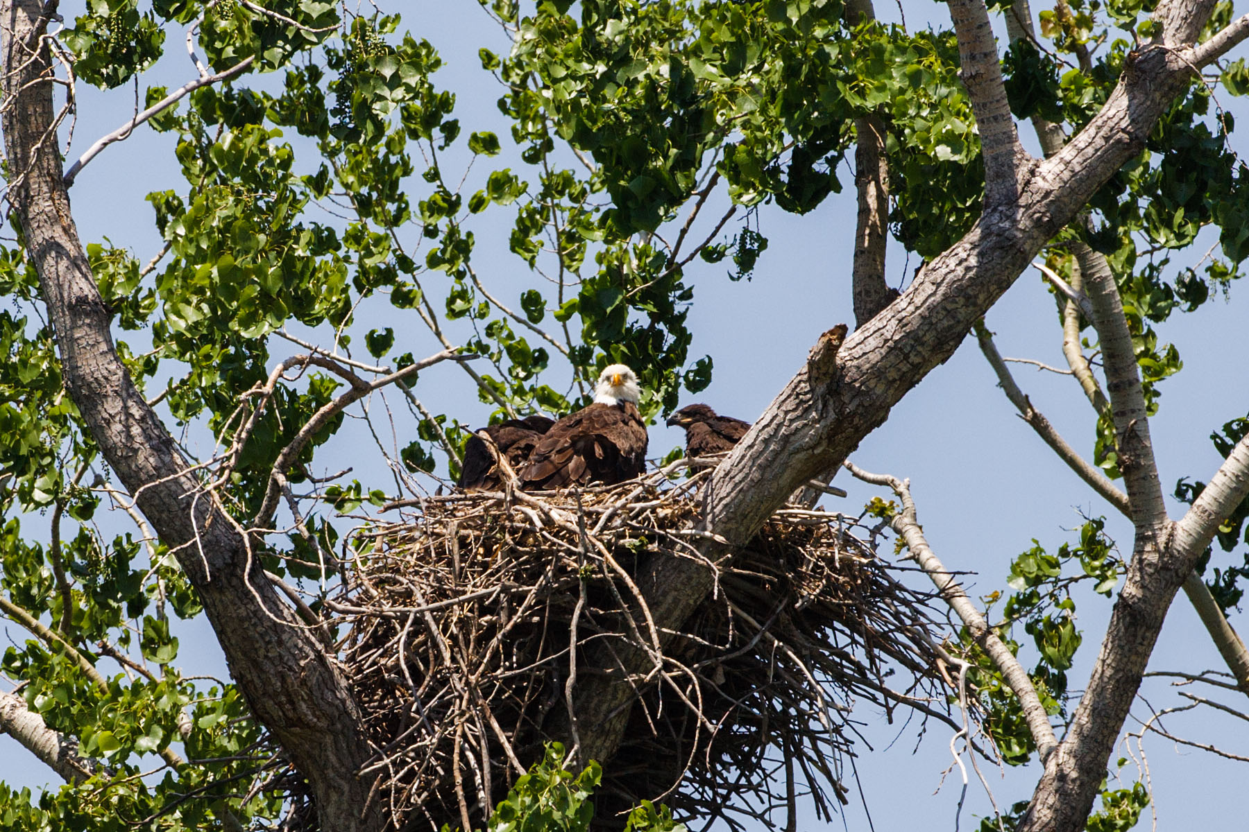 Eagles nest, Squaw Creek NWR, Missouri.  Click for next photo.