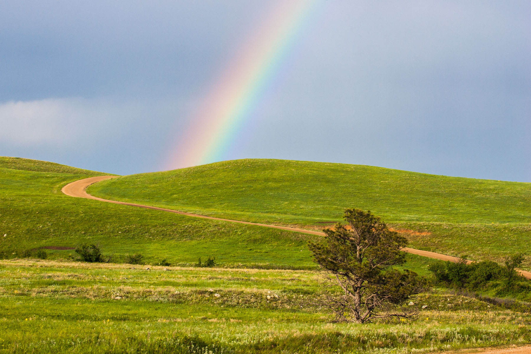 Follow the Yellow Brick Road, Custer State Park, South Dakota.  Click for next photo.