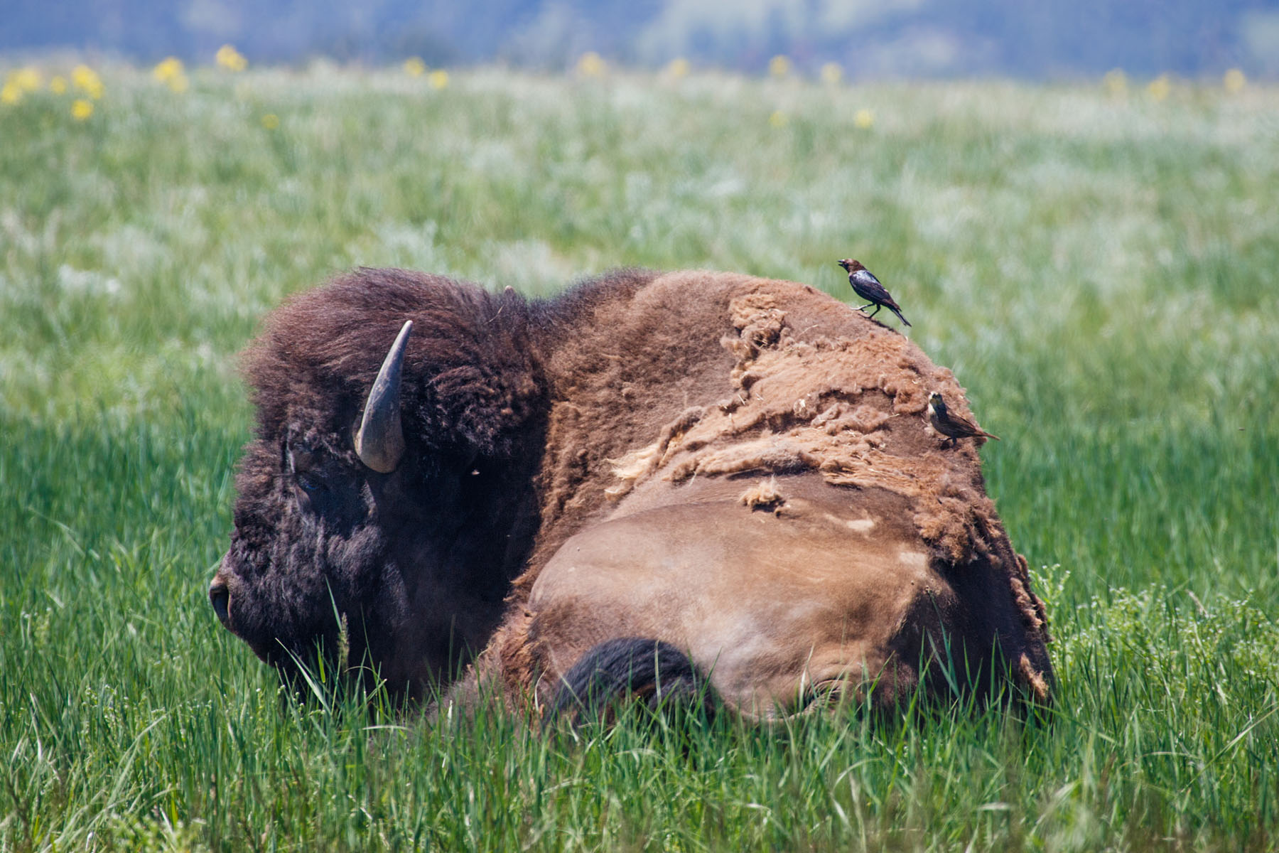 Bison, Wind Cave National Park, South Dakota.  Click for next photo.