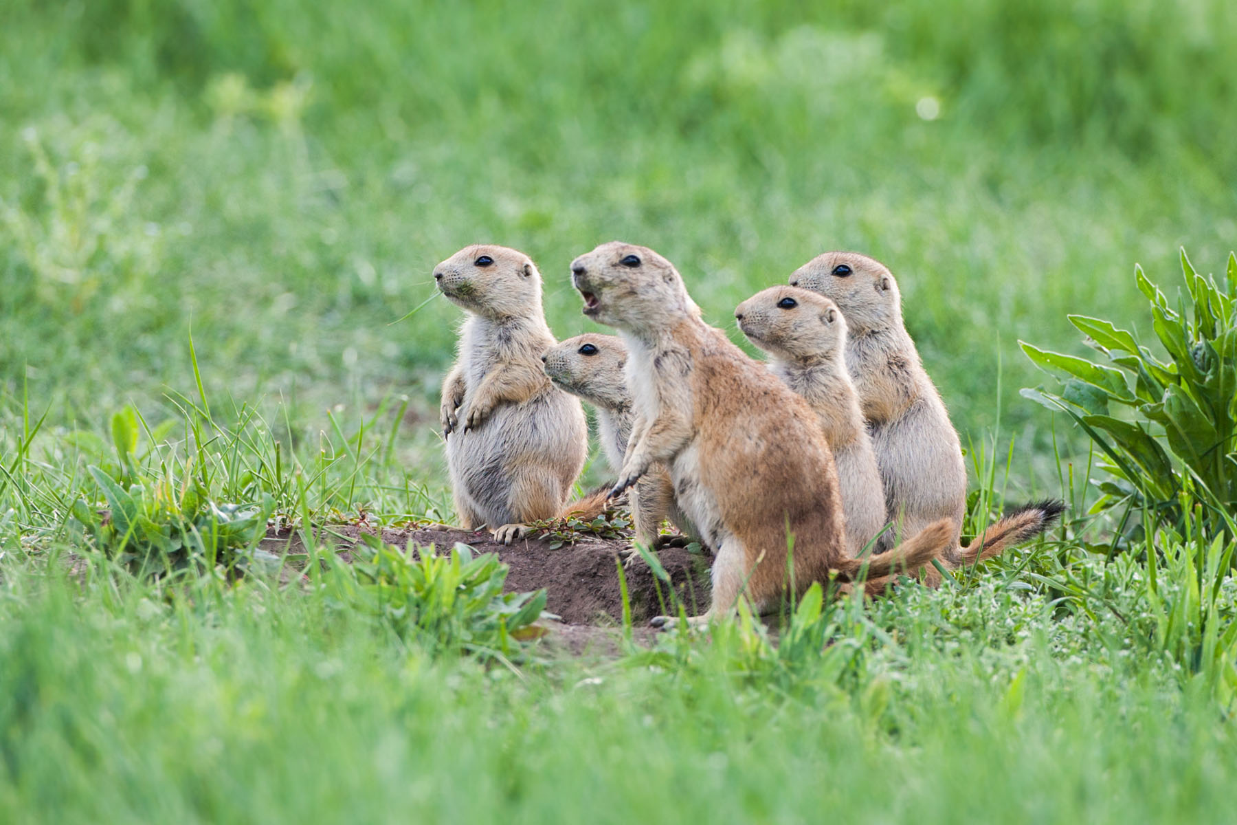 Prairie Dog Manor, Wind Cave National Park.  Compare these skinny spring pdogs to the fat one in the next image.  Click for next photo.