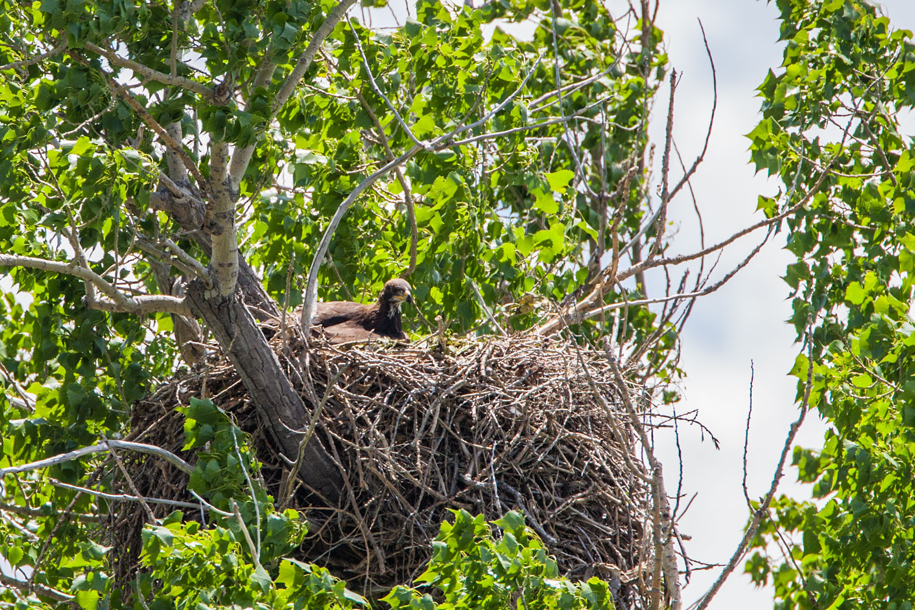Golden eagle in nest near Quinn.  Click for next photo.