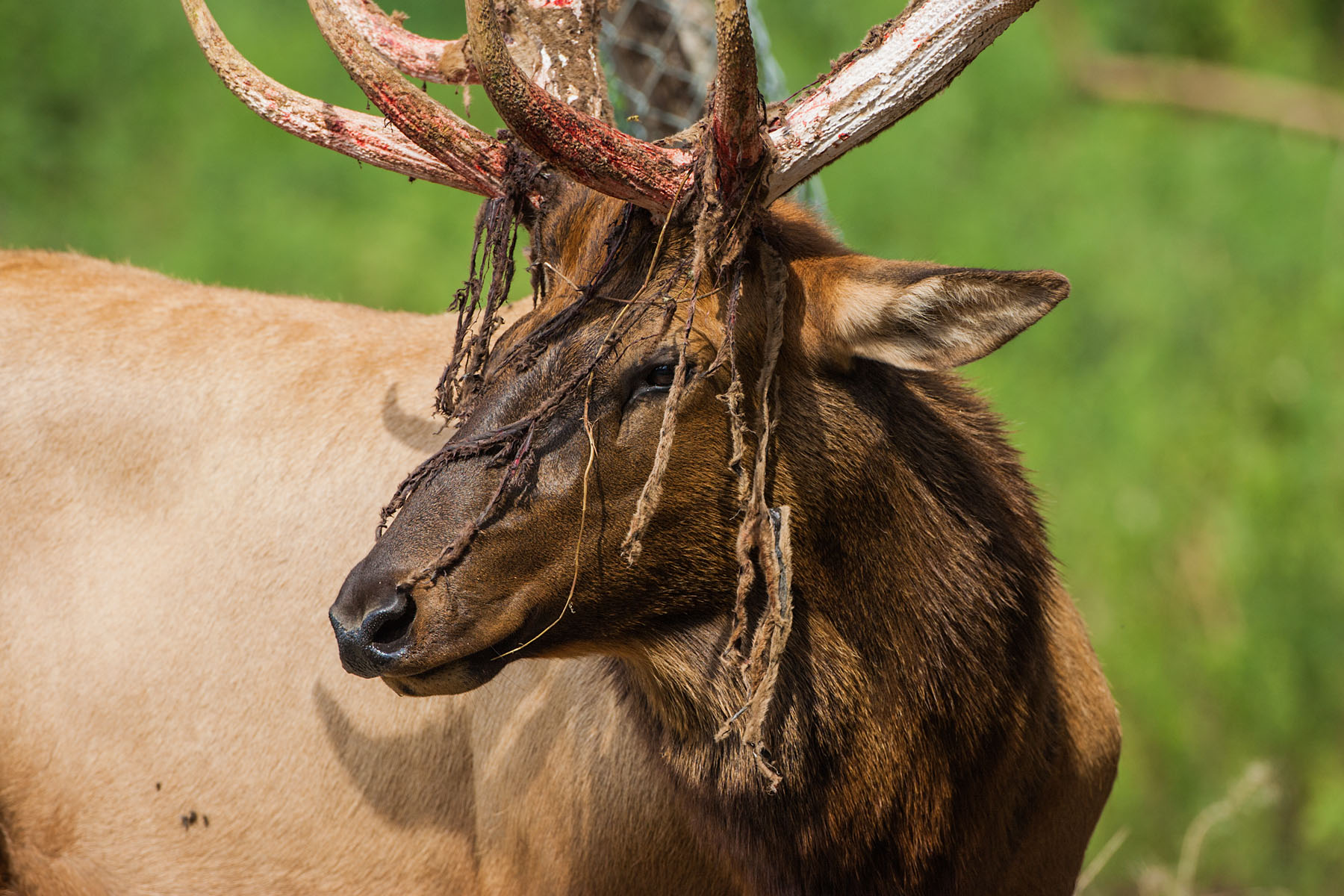 Elk shedding antler velvet, Simmons Wildlife Safari, Nebraska.  Click for next photo.
