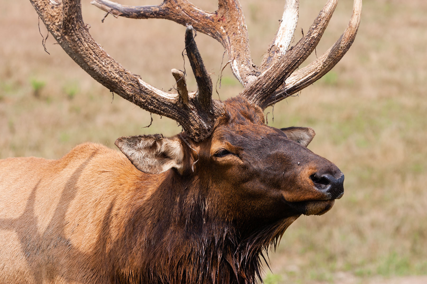 Elk, Simmons Wildlife Safari, Nebraska, September 2008.  Click for next photo.