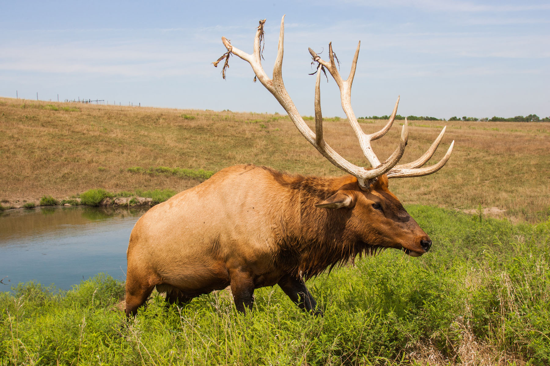 Elk, Simmons Wildlife Safari, Nebraska.  Click for next photo.
