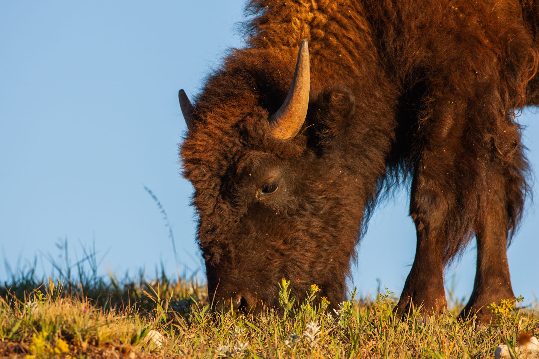 Bison, Custer State Park, SD.  Click for next photo.