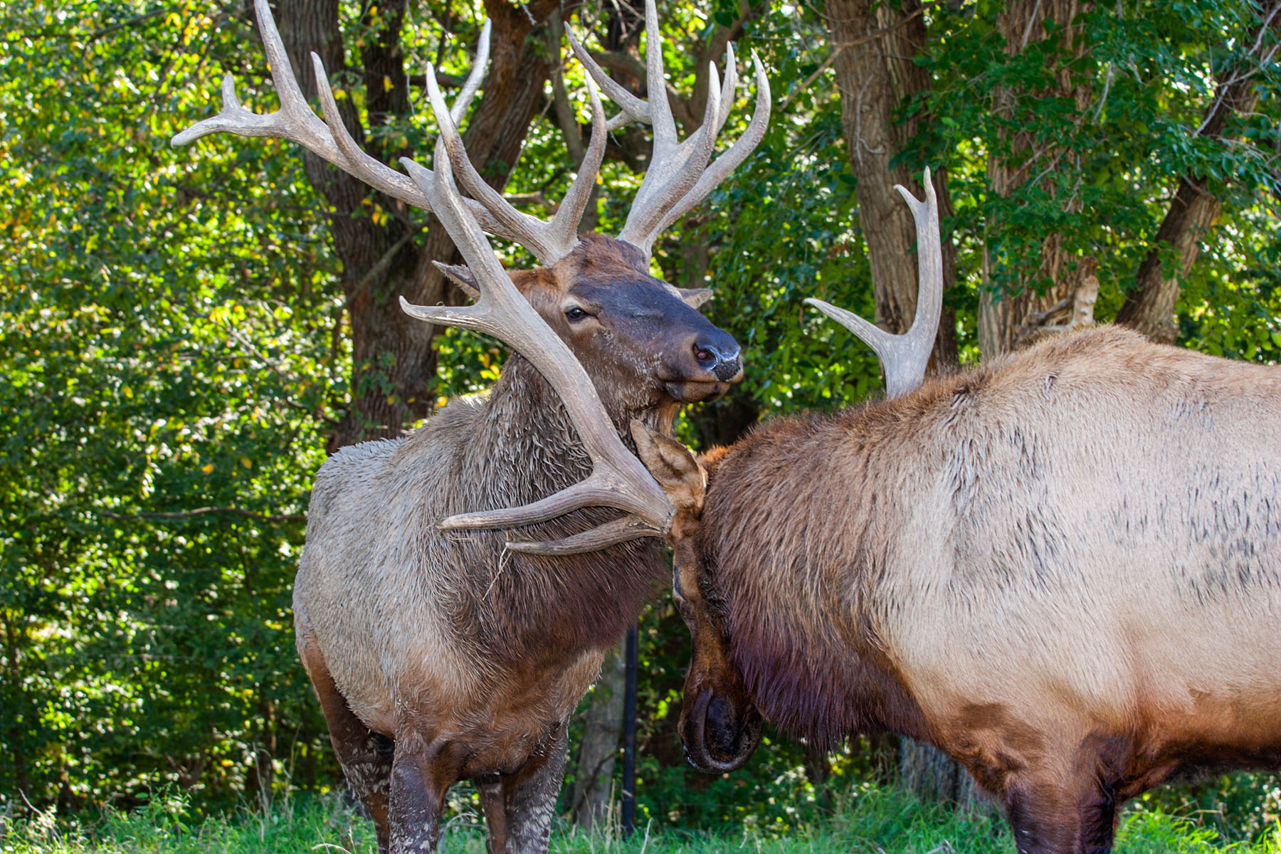 Elk sparring, Simmons Wildlife Safari, Nebraska.  Click for next photo.