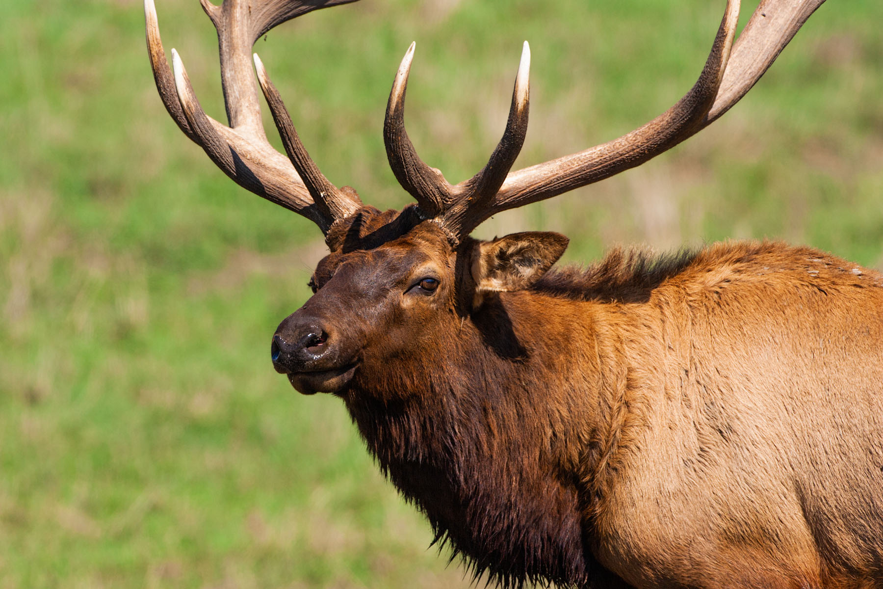 Elk, Simmons Wildlife Safari, Nebraska.  Click for next photo.