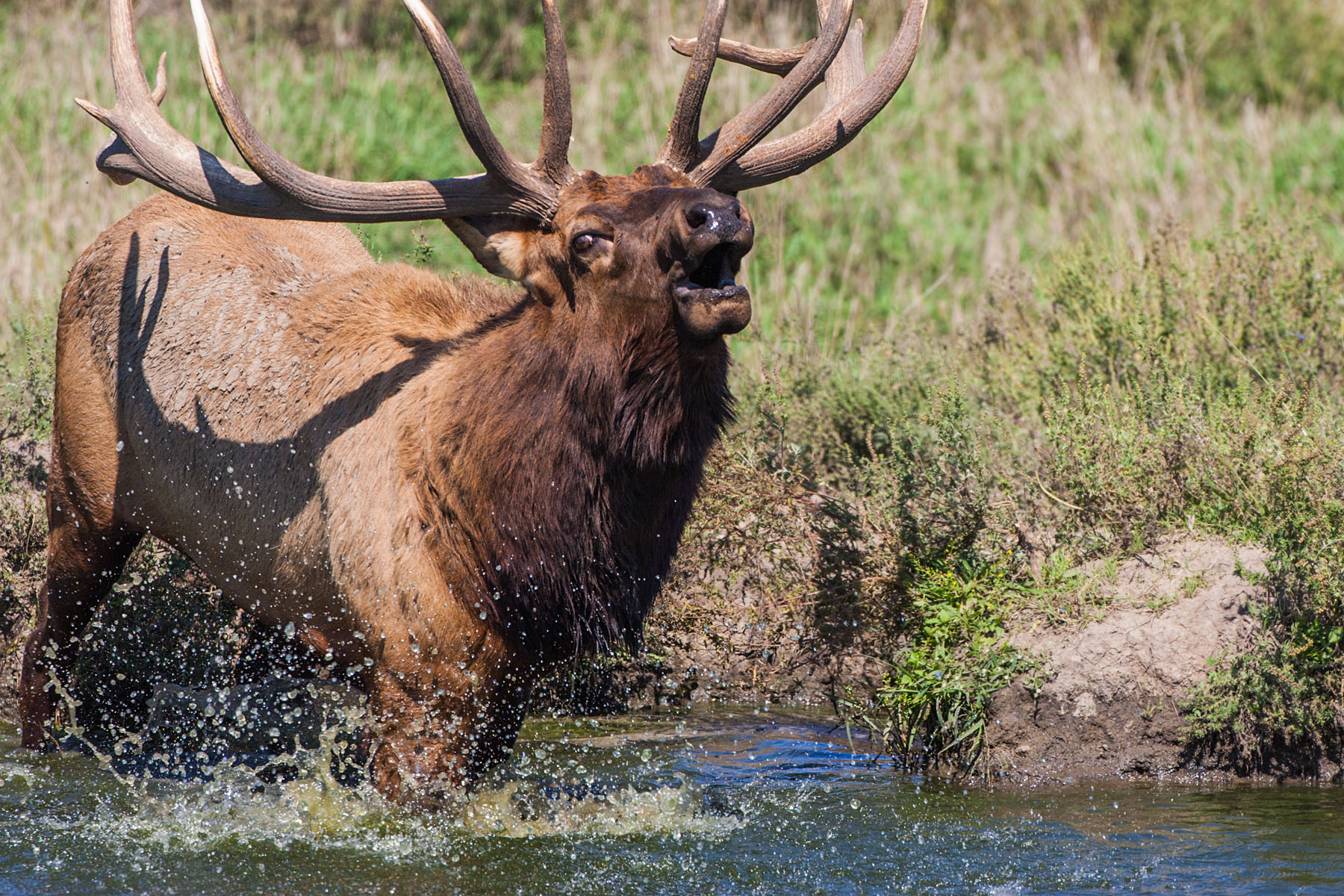 Elk bugling, Simmons Wildlife Safari, Nebraska.  Click for next photo.