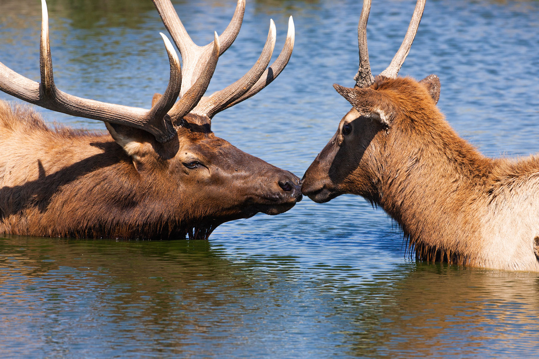 Elk, Simmons Wildlife Safari, Nebraska.  Click for next photo.