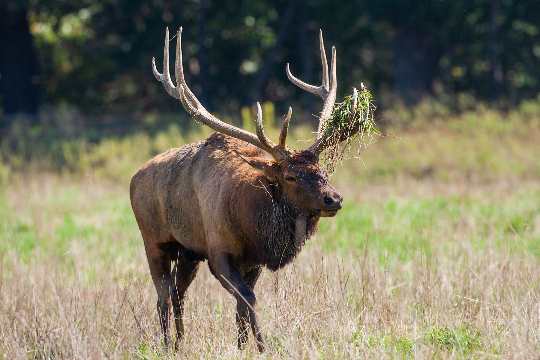 Elk, Simmons Wildlife Safari, Nebraska.  Click for next photo.