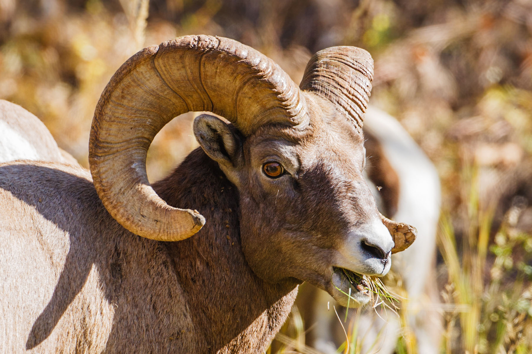 Rocky Mountain Bighorn, Custer State Park, SD.  Click for next photo.