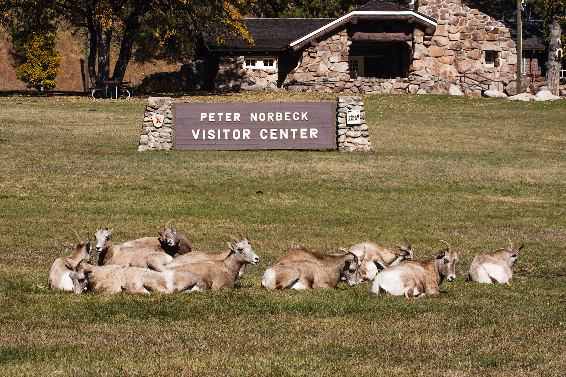 Rocky Mountain Bighorn ewes on the lawn of Norbeck Visitor Center, Custer State Park, SD.  Click for next photo.