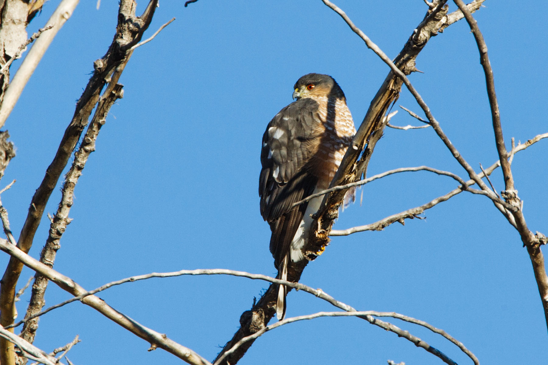 Some sort of hawk, Bosque del Apache NWR, NM.  Click for next photo.