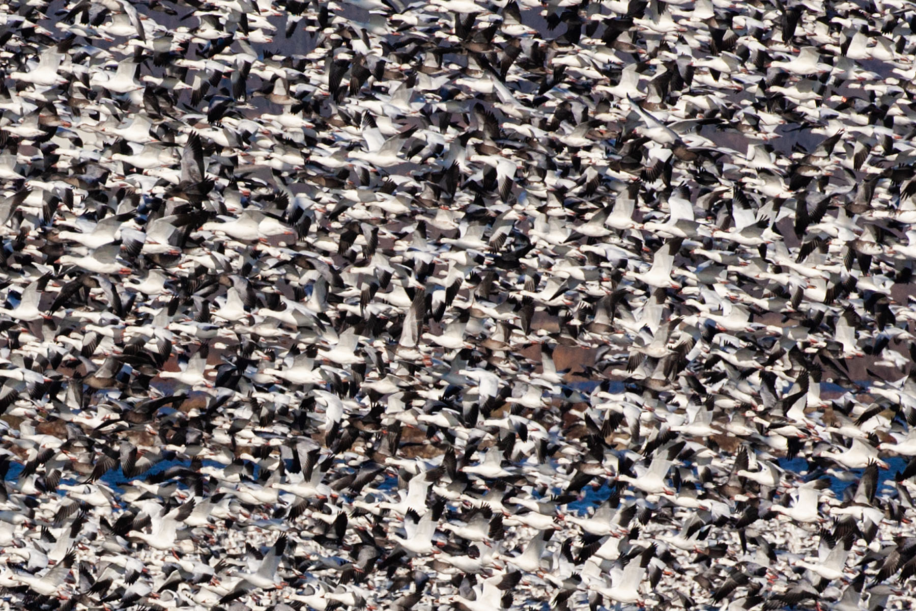 Snow geese, Squaw Creek NWR, MO.  Click for next photo.