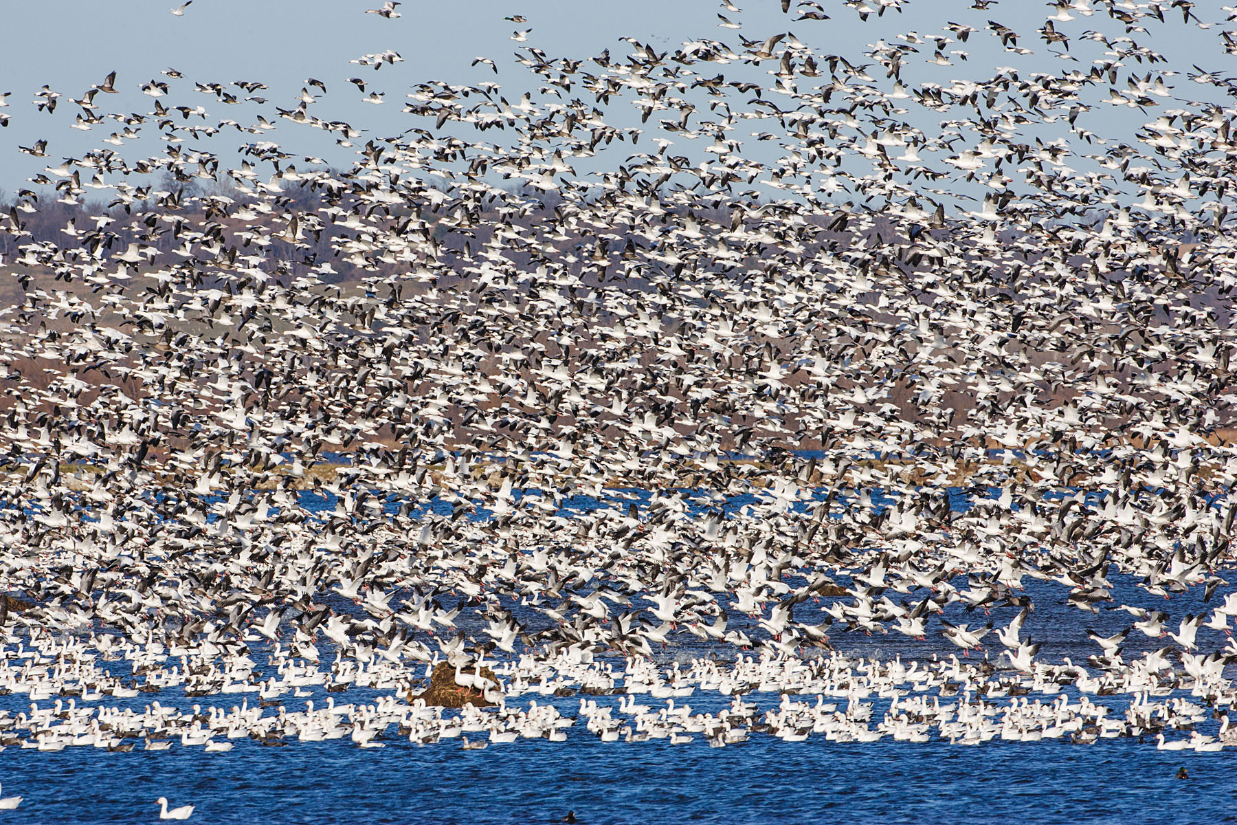 Snow geese, Squaw Creek NWR, MO.  Click for next photo.