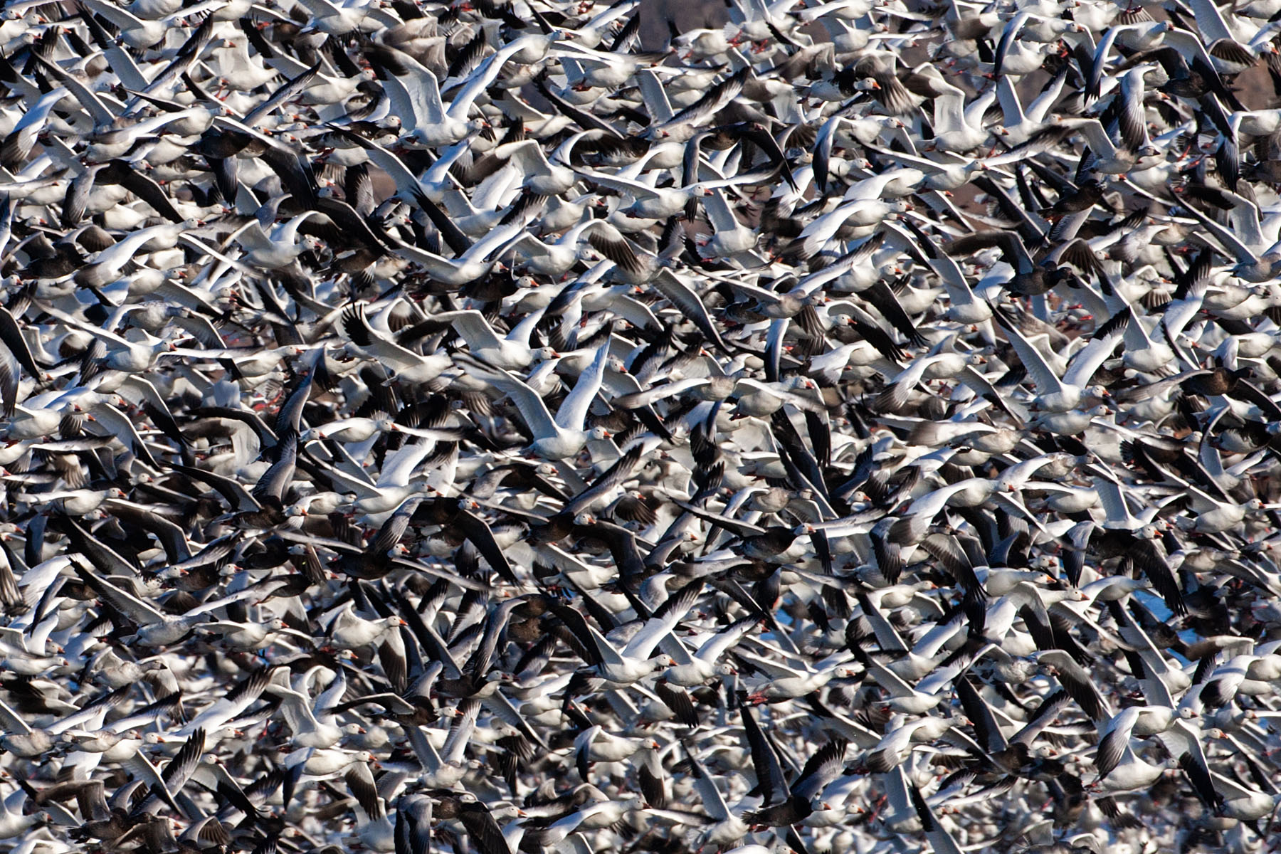 Snow geese, Squaw Creek NWR, MO.  Click for next photo.