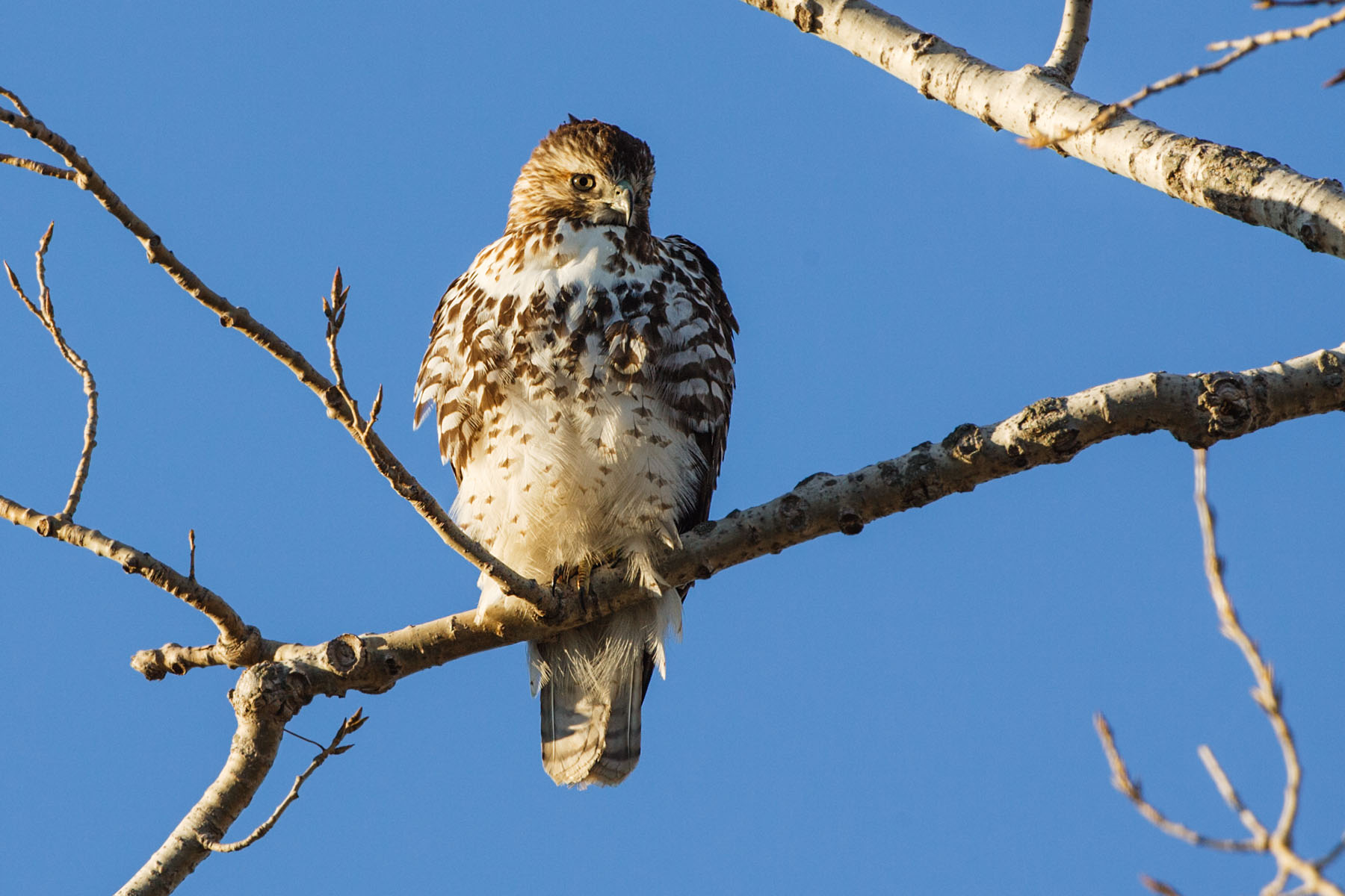 Red-tailed hawk, Squaw Creek NWR, MO.  Click for next photo.