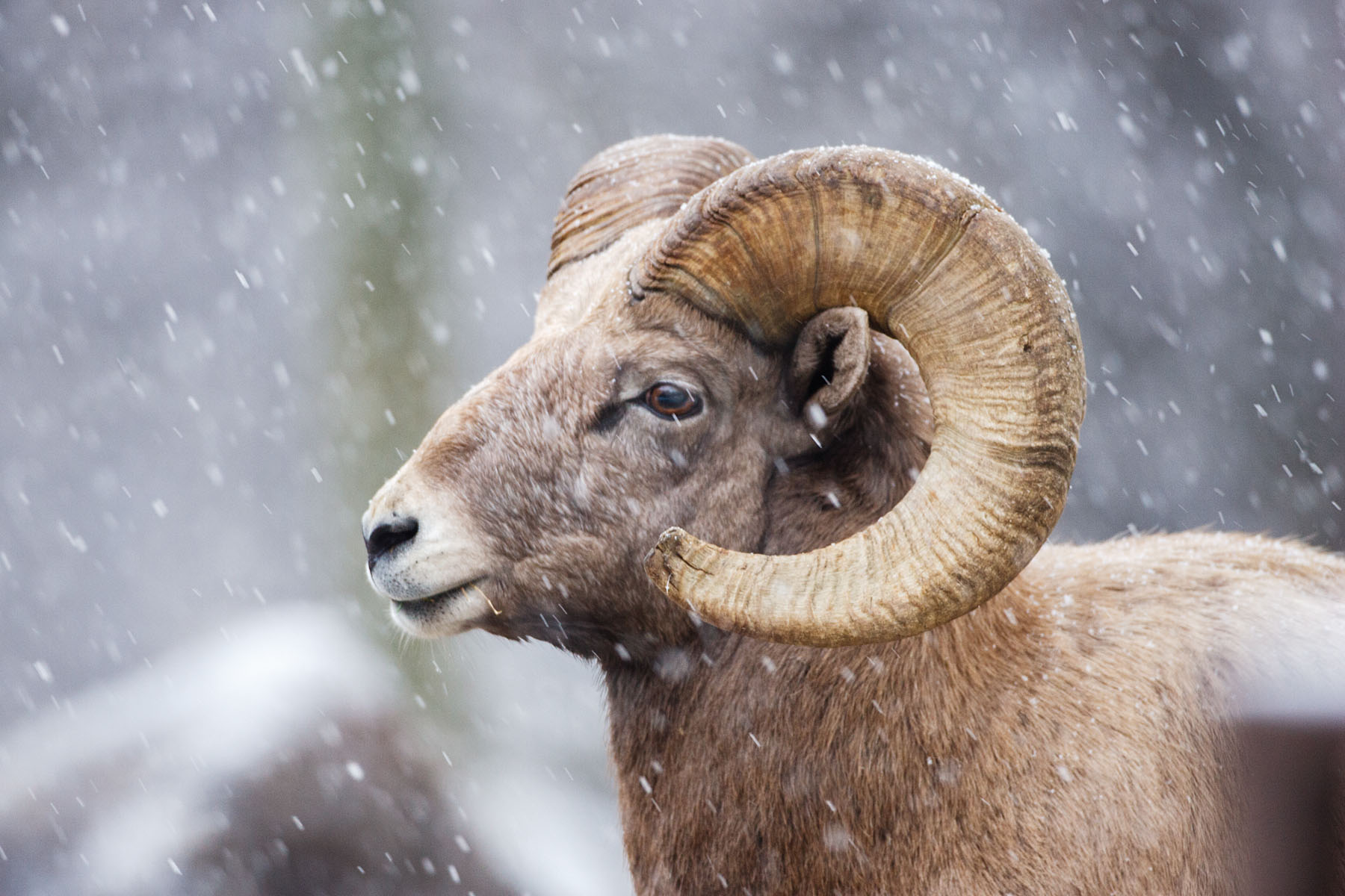 Rocky Mountain Bighorn, Custer State Park, SD.  Click for next photo.