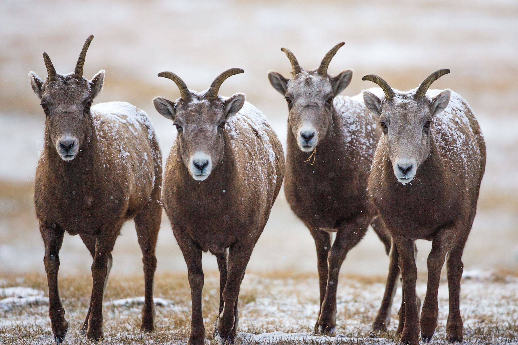 Four Rocky Mountain Bighorn ewes, Custer State Park, SD.  Click for next photo.