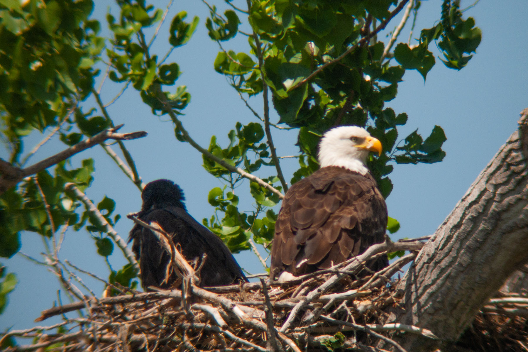 Eagle�s nest, Squaw Creek NWR, Missouri.  Digiscoped.  Click for next photo.