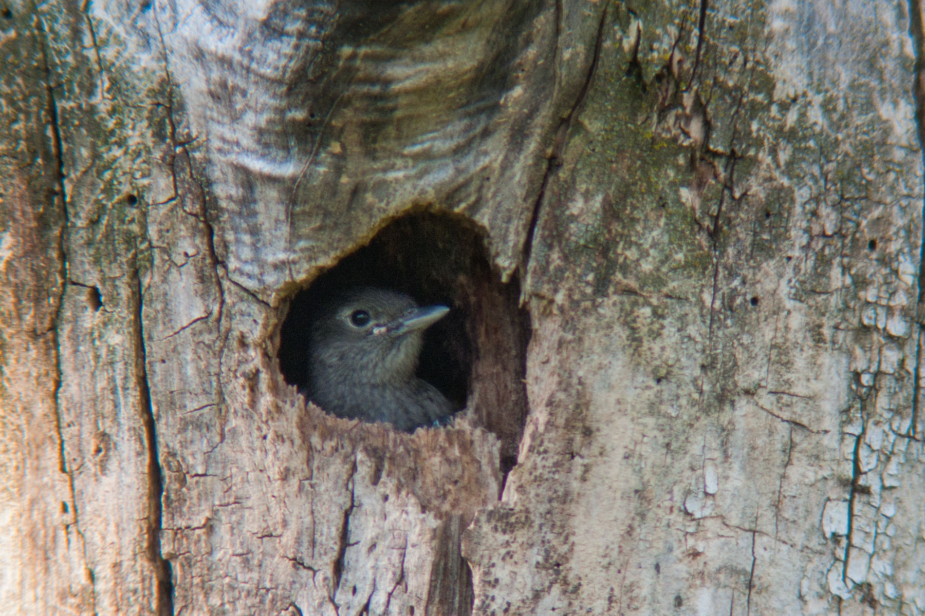 Red-headed woodpecker chick peering out of nest hole, Newton Hills State Park, SD.  Click for next photo.
