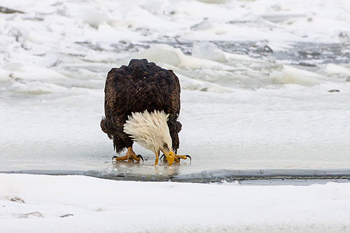 Bald eagle on the frozen Mississippi River.
