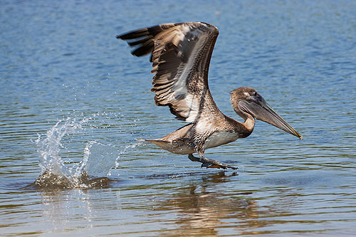 Brown Pelican splashing for fish, "Ding" Darling NWR, Sanibel Island, Florida.