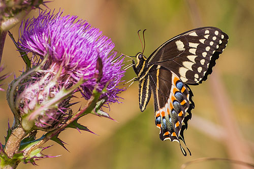 Butterfly, Lower Suwannee NWR, Florida.