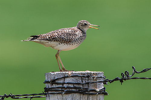 Upland sandpiper somewhere in western South Dakota.