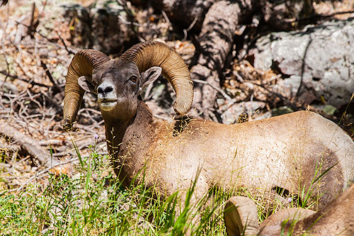 Rocky Mountain Bighorn, Custer State Park, SD.