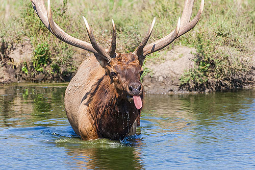Elk being rude, Simmons Wildlife Safari, Nebraska.