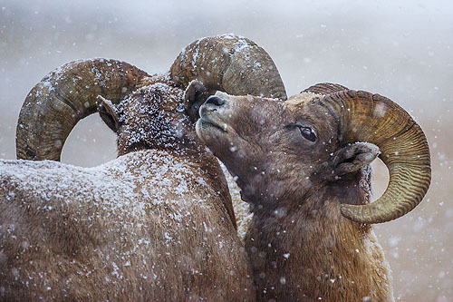 Rocky Mountain Bighorns in the snow, Custer State Park, SD.