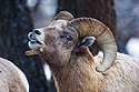 Rocky Mountain Bighorn during mating season, Custer State Park, SD.