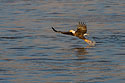 Bald eagle yanks a fish out of the Mississippi River.