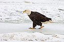 Bald eagle on the frozen Mississippi River.