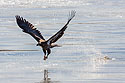 Juvenile bald eagle makes a big splash for a small fish, Mississippi River.