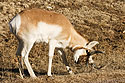 Pronghorn scratches on a dry weed, Custer State Park, South Dakota.