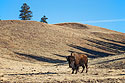 Bison, Custer State Park, South Dakota.