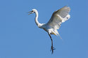Egret coming in for a landing, St. Augustine, Florida.